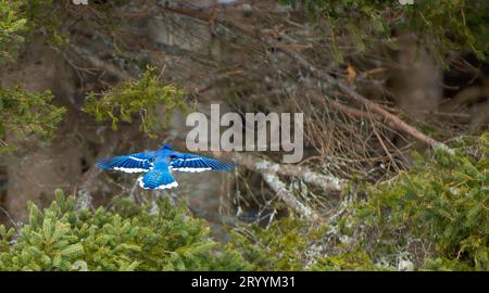 Blue jay fliegt im Wald ab Stockfoto