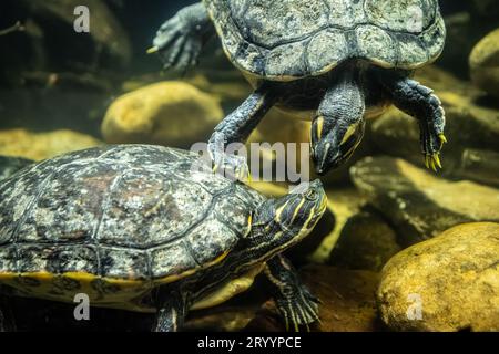 Gelbbauchschildkröten (Trachemys scripta scripta) im Georgia Aquarium in der Innenstadt von Atlanta. (USA) Stockfoto