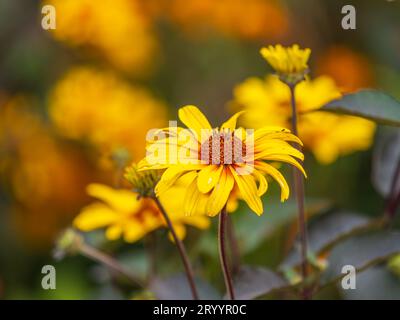 Helenium Kanaria Niesweed Gänseblümchen in den Sommermonaten. Sneezeweed Blume - Helenium, gelbe Blüten aus der Nähe Stockfoto