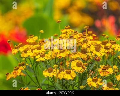 Helenium Kanaria Niesweed Gänseblümchen in den Sommermonaten. Sneezeweed Blume - Helenium, gelbe Blüten aus der Nähe Stockfoto