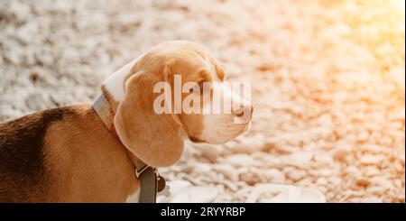 An einem sonnigen Tag ruht sich ein Ingwerhund mit weißen Flecken auf einem Kieselstrand in der Nähe des Meeres aus und wartet auf den Besitzer Stockfoto