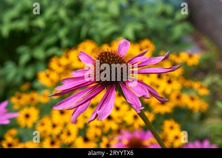 Nahaufnahme einer Echinacea-Blume oder eines lila Coneflower im Sommer, Black Eyed Susans im Hintergrund Stockfoto