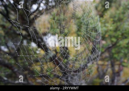 Makroaufnahmen von glitzerndem Spinnennetz mit silbernen Wassertropfen oder Tau in Cradle Mountain, Tasmanien, Australien Stockfoto