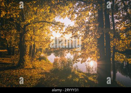 Eine Szene des Sonnenaufgangs in der Nähe des Teichs mit Nebel darüber und Eiche mit gelben Blättern an einem sonnigen goldenen Herbstmorgen. Querformat. Blattfallen. Vintage-Film aes Stockfoto