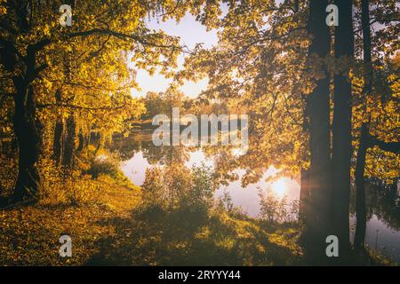 Eine Szene des Sonnenaufgangs in der Nähe des Teichs mit Nebel darüber und Eiche mit gelben Blättern an einem sonnigen goldenen Herbstmorgen. Querformat. Blattfallen. Vintage-Film aes Stockfoto