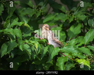 Männlicher Haussperling fütterte sein Kind, nachdem er aus dem Nest geflohen war Stockfoto