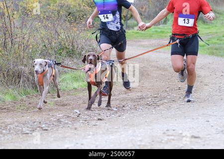 Zwei Athleten und ihre Hunde erreichen die Ziellinie in einem beliebten Canicross-Rennen und halten Hände als Symbol für Unterstützung und Kameradschaft Stockfoto