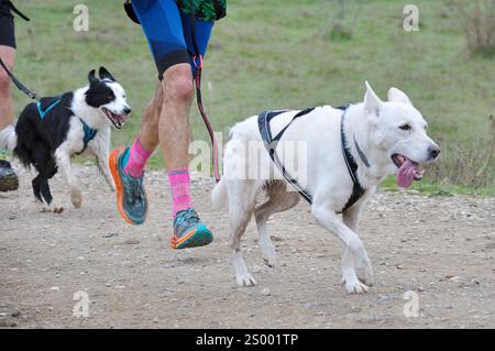Zwei Athleten und ihre Hunde, die an einer beliebten canicross Rennen Stockfoto