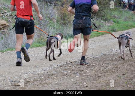 Zwei Athleten und ihre Hunde, die an einer beliebten canicross Rennen Stockfoto