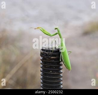 Grüne Mantis sitzt auf einem Stück Eisen in einer natürlichen Umgebung Stockfoto