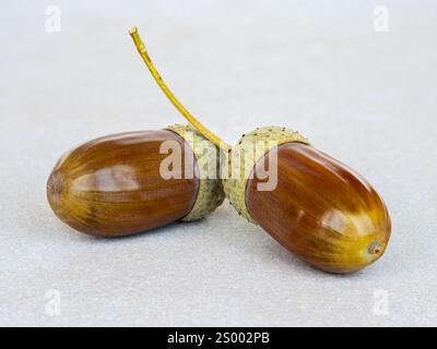 Eicheln liegen auf beigefarbener Keramikoberfläche. Stockfoto