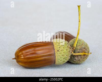 Zwei Eicheln liegen auf einer beigen Keramikoberfläche. Stockfoto
