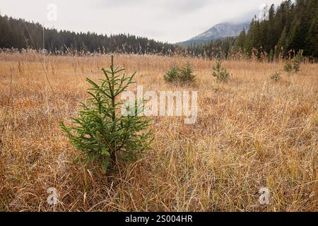 Malerische Aussicht auf junge Fichtenbäume, die in einem Bergtal mit trockenem Gras und bewölktem Himmel wachsen, schaffen eine friedliche und natürliche Landschaft Stockfoto