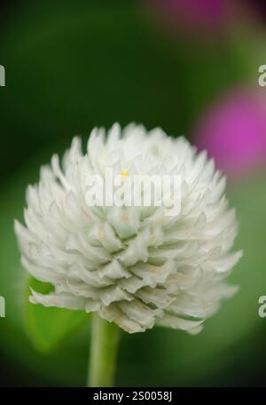 Nahaufnahme der weißen Globus Amaranth Blume (Gomphrena globosa). Stockfoto