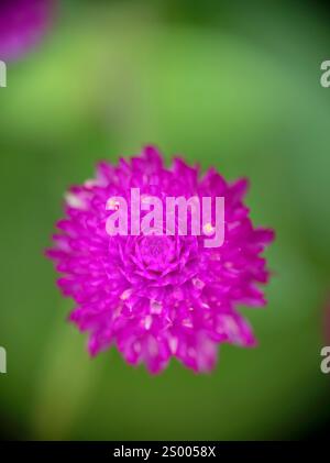 Nahaufnahme der rosa Globus Amaranth Blume (Gomphrena globosa). Stockfoto