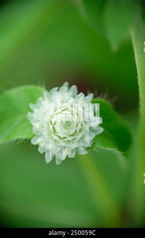 Nahaufnahme der weißen Globus Amaranth Blume (Gomphrena globosa). Stockfoto