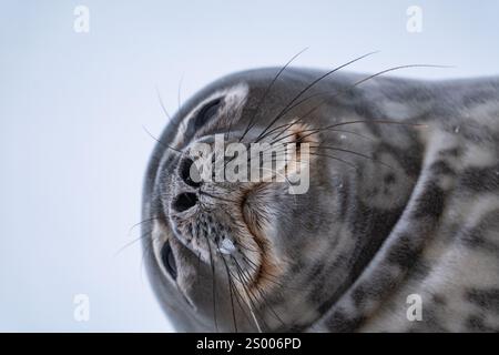 Weddellrobbe (Leptonychotes weddellii) in der Antarktis. Südpol Stockfoto