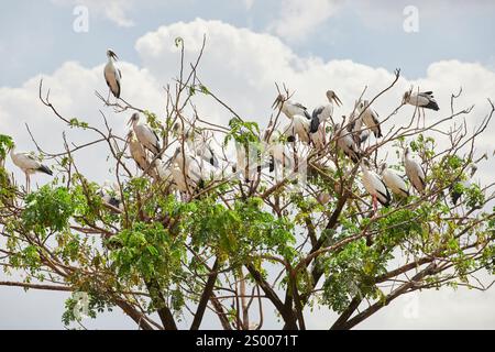 Herde von gemalten Storchen (Mycteria leucocephala), die auf einem Baum thront Stockfoto