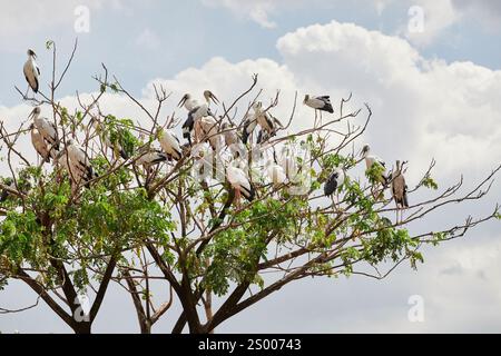 Herde von gemalten Storchen (Mycteria leucocephala), die auf einem Baum thront Stockfoto