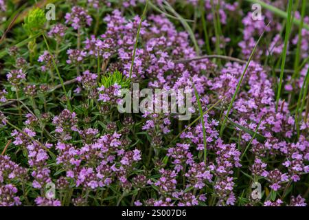 Blühender Duft Thymus serpyllum, Breckland Wildthymian, Kriechthymian oder Elfinthymian Nahaufnahme, Makrofoto. Wunderschönes Essen und Heilpflanze i Stockfoto