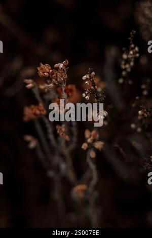 Blumen blühen im Wald Stockfoto