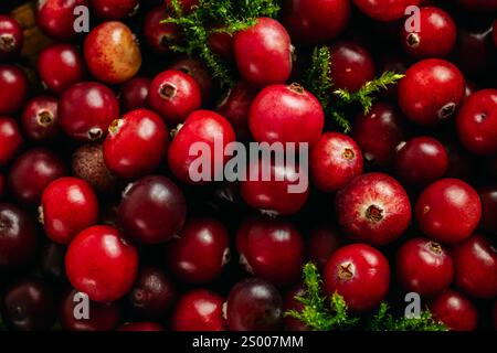 Nahaufnahme von roten Waldbeeren. Stockfoto