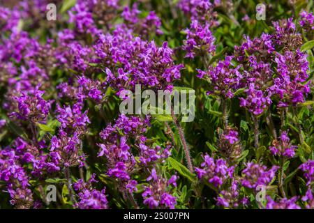 Blühender Duft Thymus serpyllum, Breckland Wildthymian, Kriechthymian oder Elfinthymian Nahaufnahme, Makrofoto. Wunderschönes Essen und Heilpflanze i Stockfoto