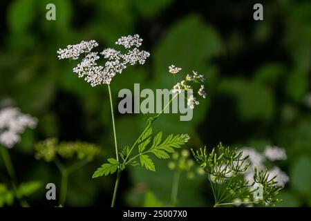 Chaerophyllum aureum Goldener Kerbel Goldener Kerbel. Stockfoto