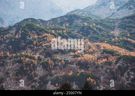 Malerische Aussicht auf farbenfrohe Bäume, die an den Hängen der Berge wachsen Stockfoto