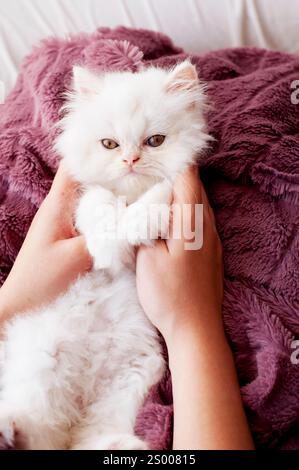 Frau mit flauschigem weißem Kätzchen Stockfoto