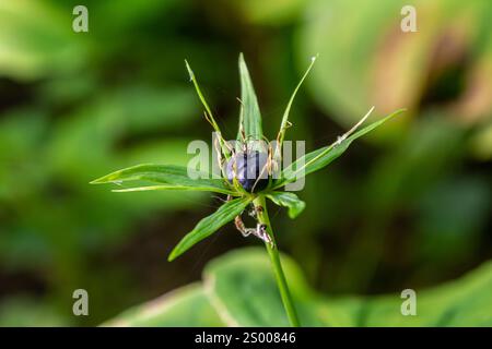 Sehr giftige Pflanze Rabenauge vierblättrige Paris quadrifolia auch bekannt, Beere oder True Lovers Knot wächst in der Wildnis in einem Wald. Stockfoto
