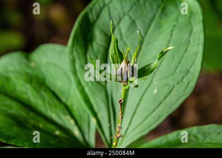 Sehr giftige Pflanze Rabenauge vierblättrige Paris quadrifolia auch bekannt, Beere oder True Lovers Knot wächst in der Wildnis in einem Wald. Stockfoto
