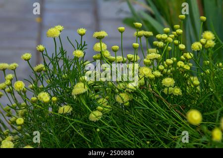 Santolina rosmarinifolia Primrose Edelstein Pflanze in der Blüte im Sommer. Stockfoto