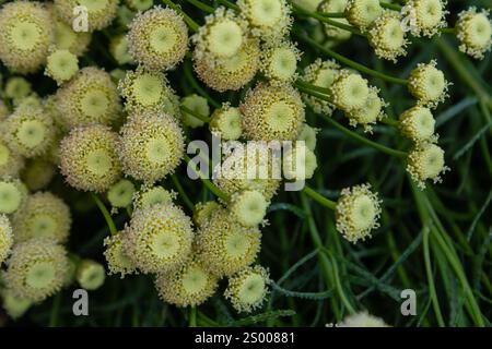 Santolina rosmarinifolia Primrose Edelstein Pflanze in der Blüte im Sommer. Stockfoto