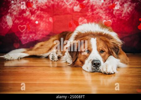 Flauschiger brauner und weißer Hund auf Hartholzboden, rotes Herz im Hintergrund Stockfoto