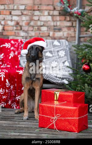Weihnachtsporträt eines Malinois Hirtenjungen Stockfoto