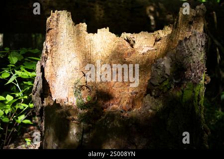 Ein alter Stumpf im Wald. Ein verrotteter Baum. Stockfoto