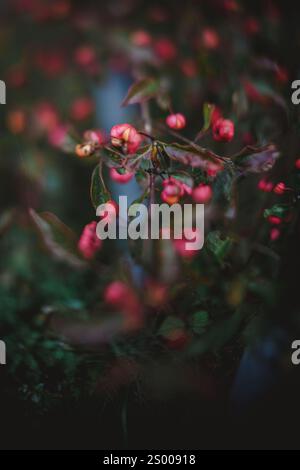Rosafarbene Beeren auf einem Busch mit selektivem Freelensed Fokus Stockfoto
