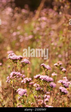 Kleine rosafarbene Blumen, die im Herbst in Oaxaca auf einem Feld blühen Stockfoto