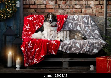 Weihnachtsporträt von Hunden, die auf einer Bank sitzen. Stockfoto