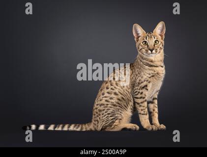 Schöne junge Savannah-Katze, die seitlich sitzt. Ich schaue neugierig auf die Kamera zu, mit dem Schwanz nach oben. Isoliert auf schwarzem Hintergrund. Stockfoto