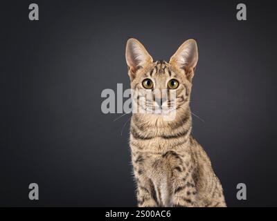 Kopfschuss einer schönen jungen Savannah-Katze, seitlich stehend. Ich sehe neugierig auf die Kamera. Isoliert auf schwarzem Hintergrund. Stockfoto