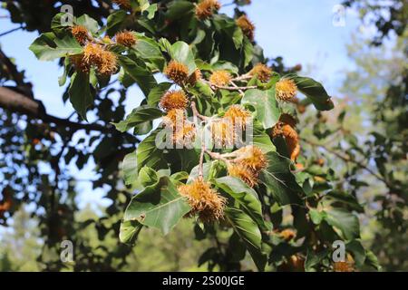 Fagus sylvatica, Europäische Buche, gemeine Buche, Fagaceae. Eine wilde Pflanze, die im Sommer geschossen wurde. Stockfoto