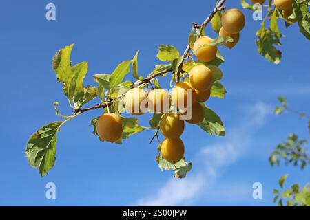 Prunus cerasifera, gelbe Kirschpflaume, Rosaceae. Wilde Pflanzen, die im Sommer geschossen wurden. Stockfoto