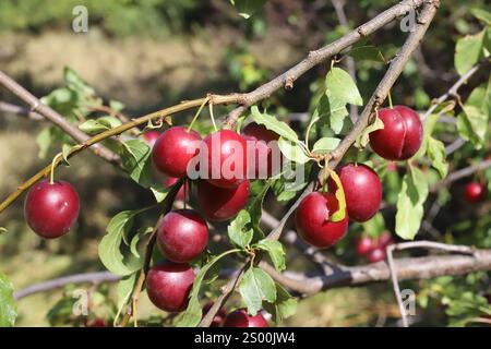 Prunus cerasifera, Kirschpflaume, Rosaceae. Wilde Pflanzen, die im Sommer geschossen wurden. Stockfoto
