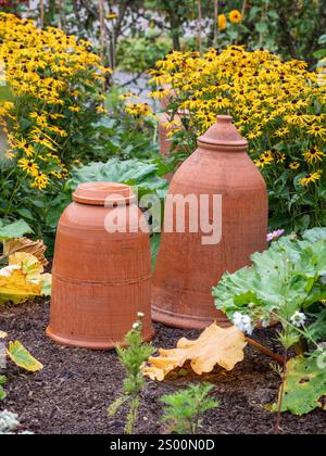 Terrakotta-Rhabarber-Kräfter umgeben von gelben Rudbeckia-Blüten in einem britischen Garten. Stockfoto