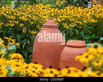 Terrakotta-Rhabarber-Kräfter umgeben von gelben Rudbeckia-Blüten in einem britischen Garten. Stockfoto