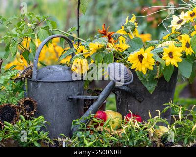 Eine Gießkanne aus Metall neben einem Eimer mit geernteten Sonnenblumen in einem britischen Kleingarten. Stockfoto