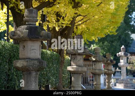 Gelbe Ginkgobäume und Steinlaternen im Yasukuni-jinja-Schrein. Der Yasukuni-Schrein ist ein schintoistischer Schrein in Chiyoda, Tokio. I Stockfoto