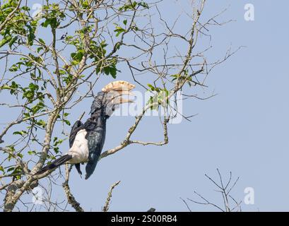Schwarz-weiß-kaskierter Nashornschnabel (Bycanistes subzylindricus) Stockfoto